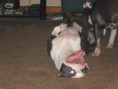 /album/photogallery/dogs-021-jpg/